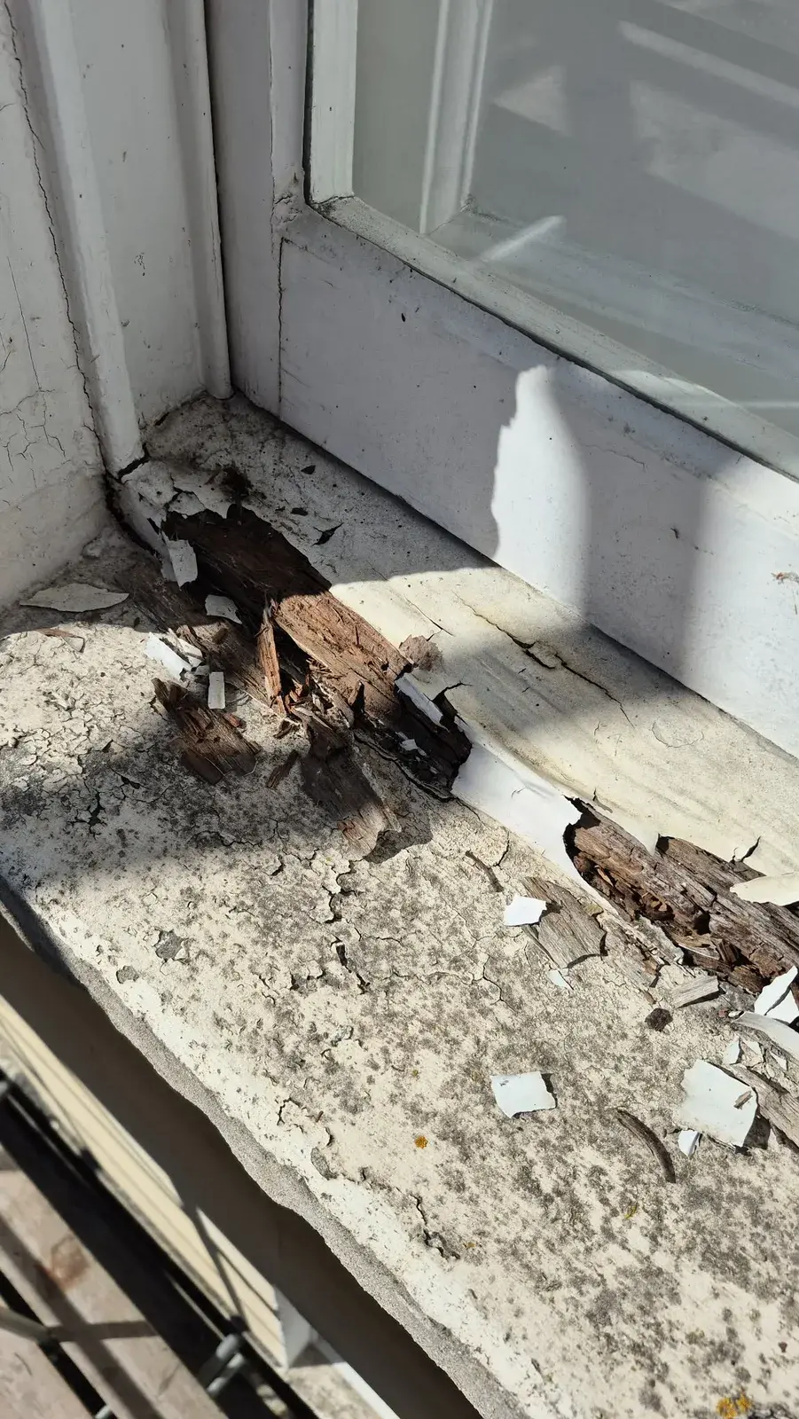 Close-up of wet rot in the corner of a sash window sill before timber repair, Bath